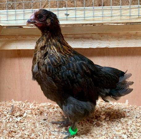 Image 2 of Copper Black Marans - currently Growers -Hens now sold
