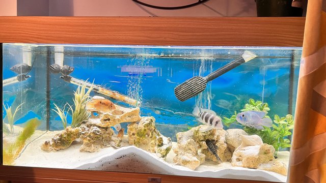 Preview of the first image of 180L Jewel Fish tank with matching stand.