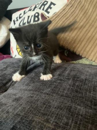 Image 1 of Gorgeous kittens available