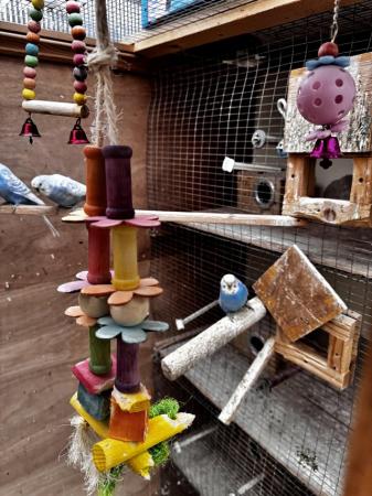 Image 5 of 11 Budgies for SALE with Wooden Cage, Food Dishes & Toys