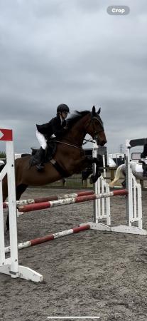 Image 1 of 16.2hh 12yo AES Mare BSJA or BE
