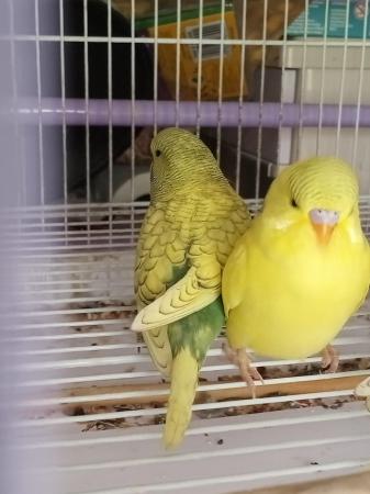 Image 4 of Cute, semi tame budgie chicks