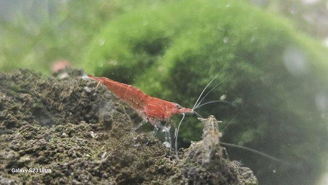 Image 5 of Red cherry shrimps all colours