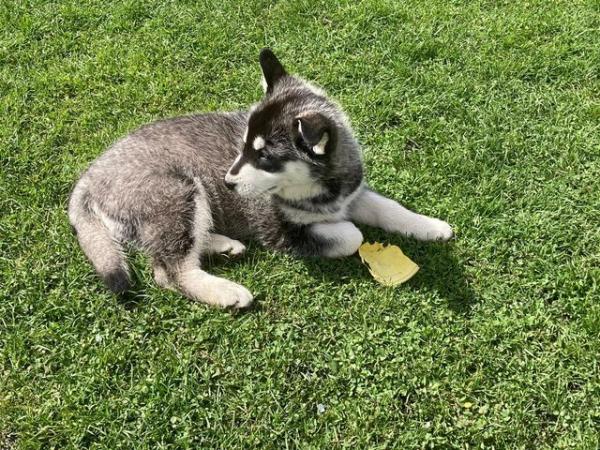 Image 4 of Husky cross puppies for sale