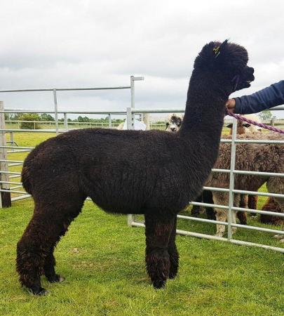 Image 7 of MALE ALPACAS TOP QUALITY BAS AVAILABLE FOR THEIR SERVICES