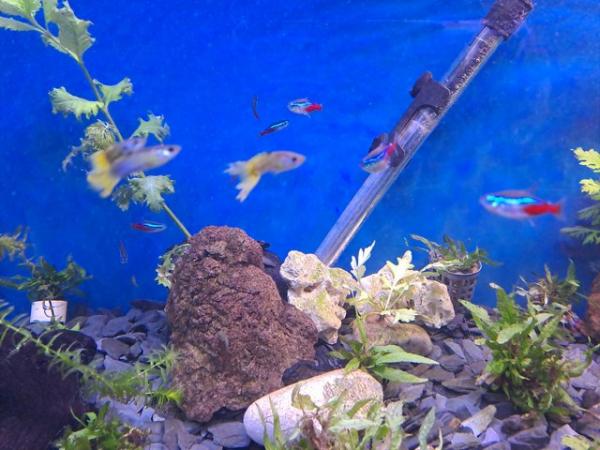 Image 4 of Juvenile Guppies for sale