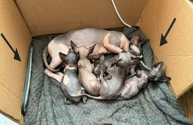 Image 28 of 5 Sphynx kittens for sale, 2 boys, 1 girl left £600 each