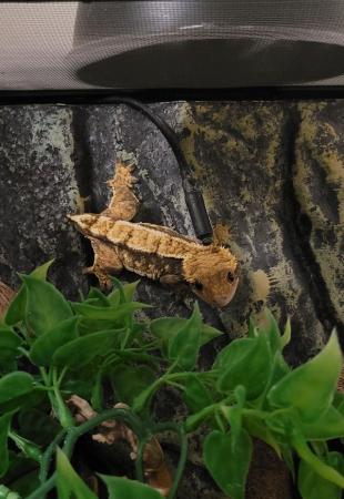 Image 4 of CB20 Female tricolour harlequin crested gecko