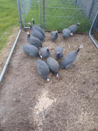 Image 2 of Pairs of guinea foul for sale