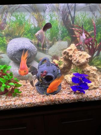Image 2 of Full set up fish tank and stand and fish
