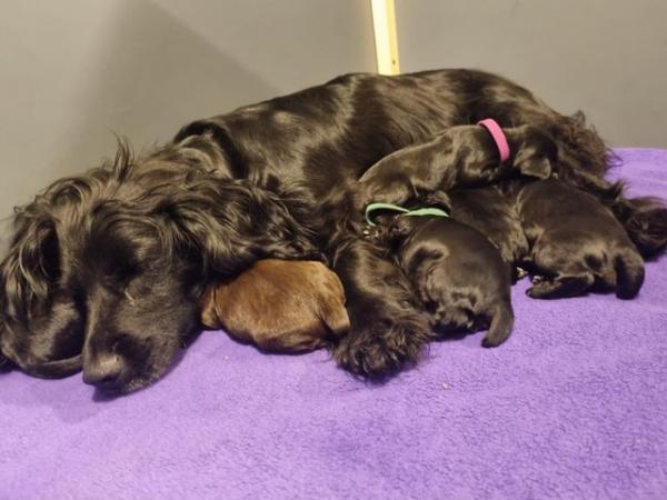 Image 11 of Last 1 left - Stunning KC DNA Tested Working Cocker Puppies