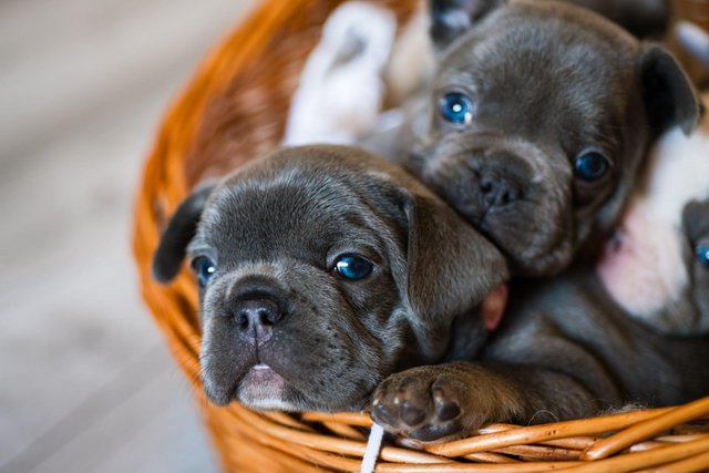 Image 8 of 9 weeks old french bulldog pups