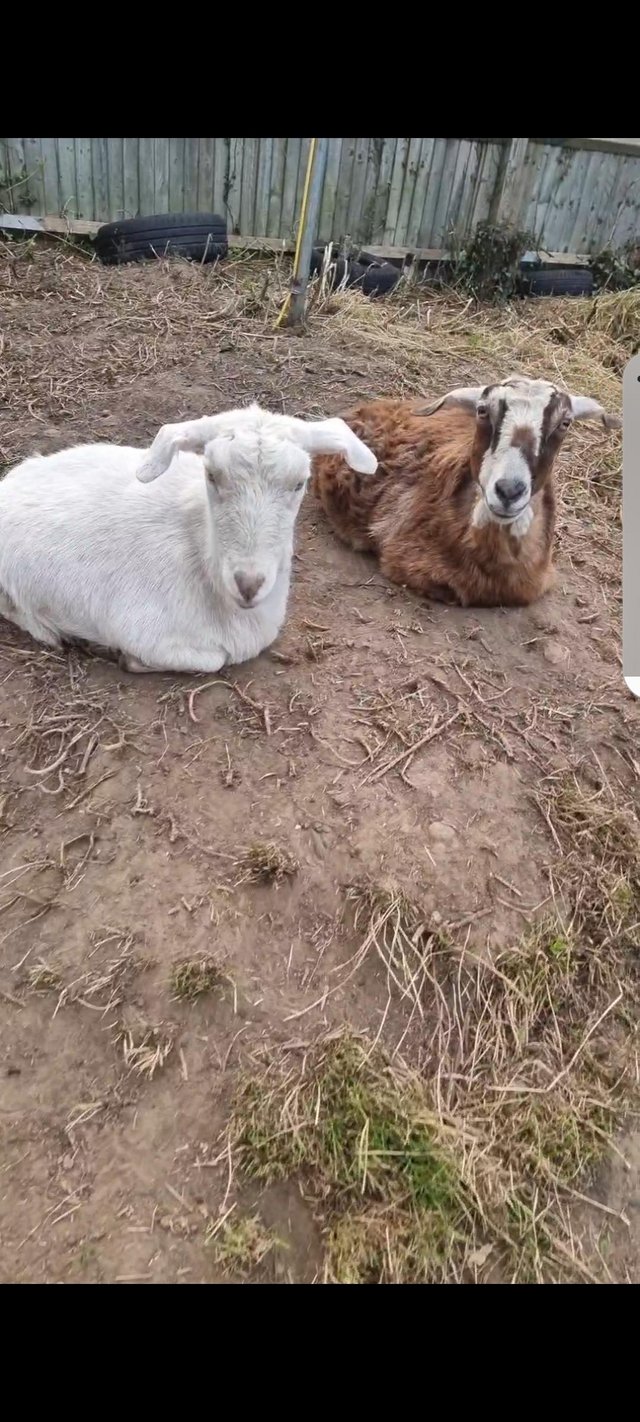 Preview of the first image of 2 Years old Female goats.