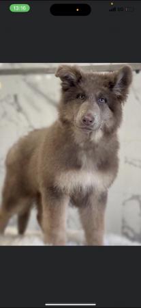 Image 11 of Beautiful chunky coloured GSD pups