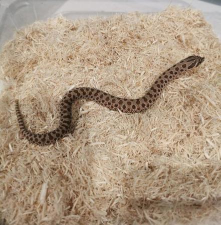 Image 9 of Hognose snakes CB23, Normals, one left