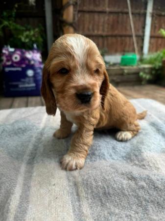 Image 7 of beautiful cocker spaniel puppies for sale