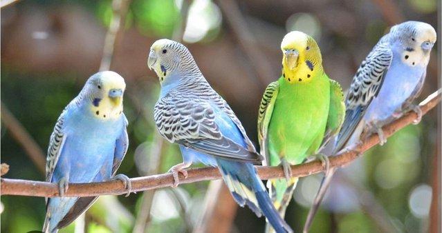 Image 3 of Budgies of different colour and ages for sale