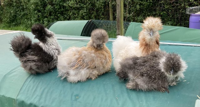 Image 1 of Pure Bred Bearded Silkie Chicks