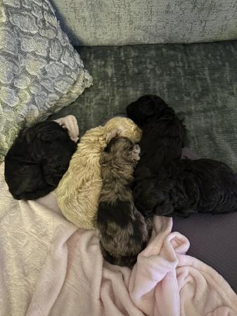 Image 4 of One left! REDUCED READY NOW Gorgeous cockapoo puppies.