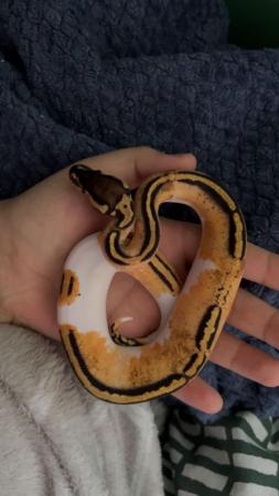 Image 3 of Young Female pied ball python