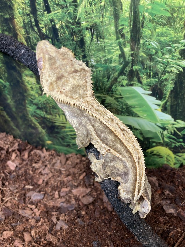 Preview of the first image of Adult male cream quad stripe crested gecko.