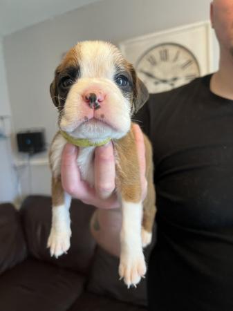 Image 4 of Adorable KC Boxer Puppies