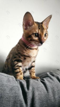 Image 5 of Stunning Pedigree Bengal Kitten TICA reg + Kitten Pack