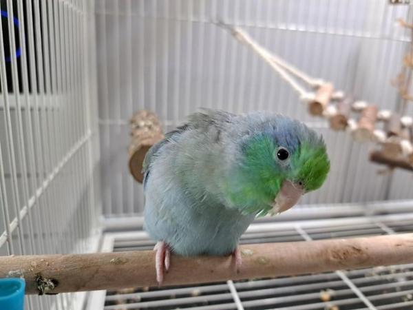 Image 7 of 5 month old, blue parrotlet, with full setup and food.