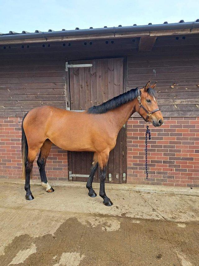 Preview of the first image of Incredibly talented showjumping filly broken and turned away.