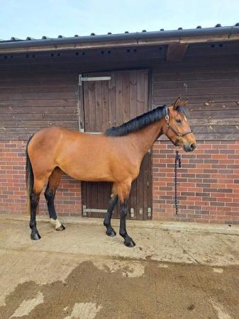 Image 1 of Incredibly talented showjumping filly broken and turned away