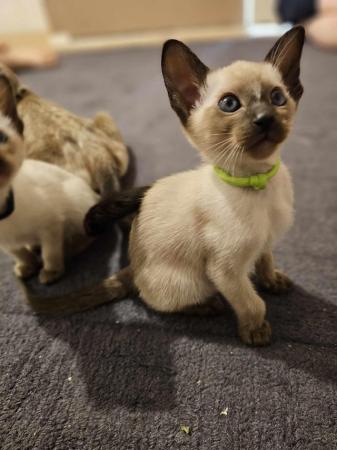 Image 27 of Exceptionally beautiful and silky soft GCCF siamese kittens