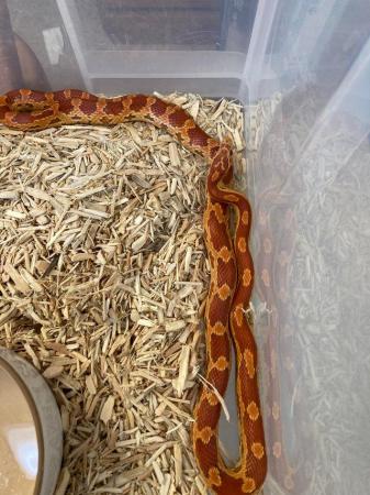 Image 4 of Corn snakes young females for sale