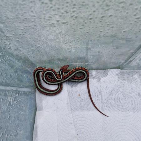 Image 5 of 5 week old californian red sided garter snakes