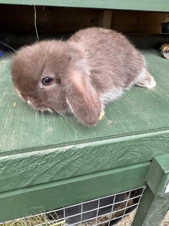 Image 1 of MINI LOP BUNNIES / 5 STAR HOMES ONLY