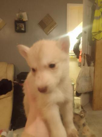Image 7 of 7 gorgeous husky x alaskan puppies for sale
