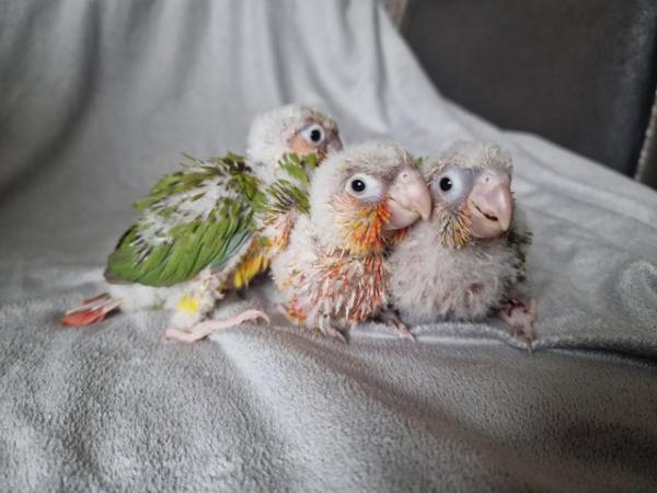 Image 4 of Adorable fully hand reared conure baby's
