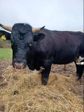 Image 2 of Good Looking Gloucester Bull