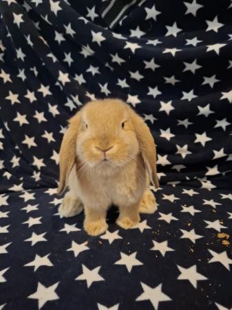 Image 3 of Mini lop baby boys for sale