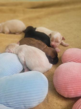 Image 8 of Pedigree Chinese Crested puppies