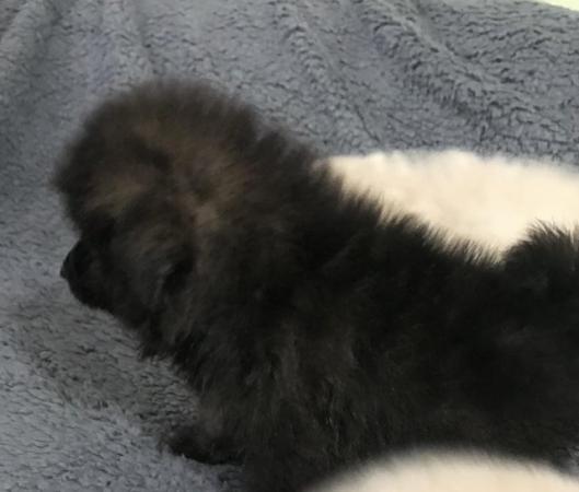 Image 16 of poodle x papillon puppies