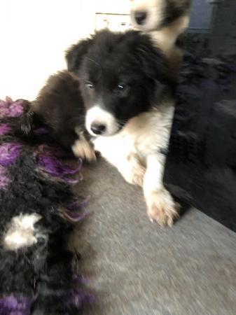 Image 1 of Energetic Welsh border collie puppies for sale