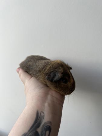 Image 4 of Adult female Guinea Pig & Daughter for rehome