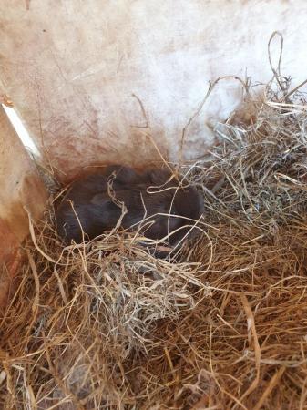 Image 10 of Rabbits mixture of male and female
