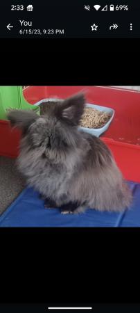Image 3 of Male and female double main lion head rabbits