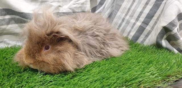 Image 13 of Lovely Bonded Male Guinea Pigs Various Breeds