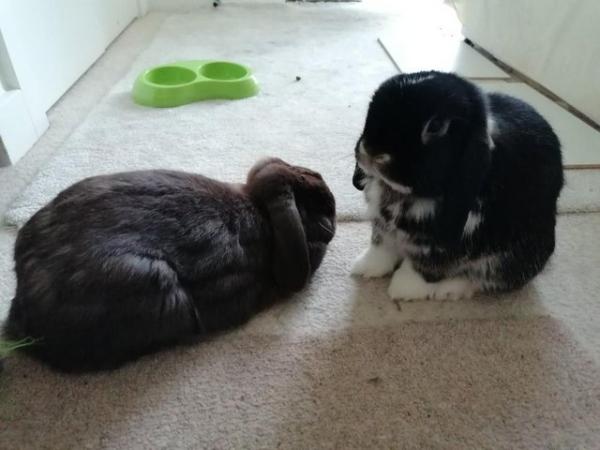 Image 1 of 2 cute bonded rabbits 5 yo DA8