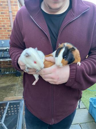 Image 5 of Male baby guinea pigs…..
