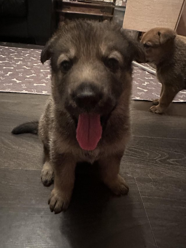 Preview of the first image of German Shepherd Puppies for sale.