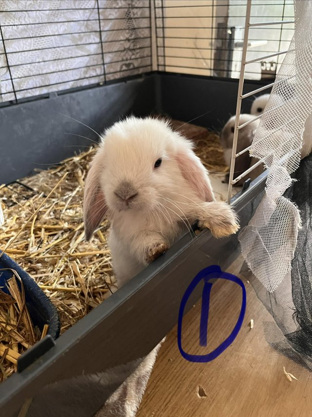 Mini lop pure bred babies. ……….. — photo 4 of 4