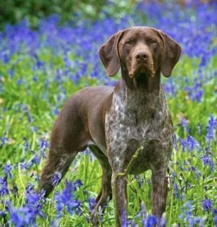 Image 7 of KC Reg German Shorthaired Pointer Puppies